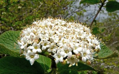 Marfulls: de les flors a les baies