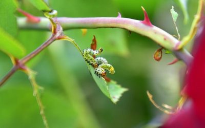 Aprendre a identificar les plagues