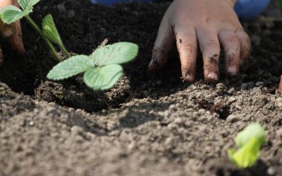 Prepara l’Hort