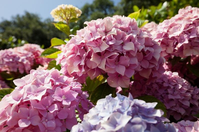 Flores comestibles: del jardín al plato - Centro de Jardinería Sánchez -  Garden center Barcelona (Fontpineda - Pallejà)