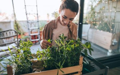 Plantes contra l´estrès