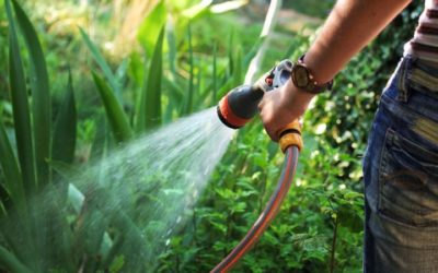 Protegeix les teves plantes i jardí de les onades de calor