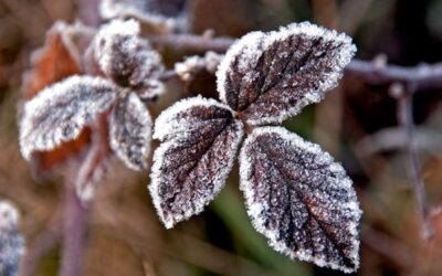 Com protegir les teves plantes i jardí de les gelades