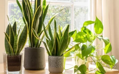 Top 5 plantes d’interior més resistents