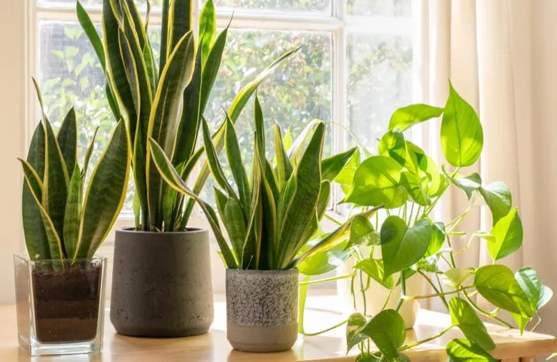 Top 5 plantes d’interior més resistents