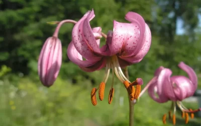 Lilium martagon: cures i característiques