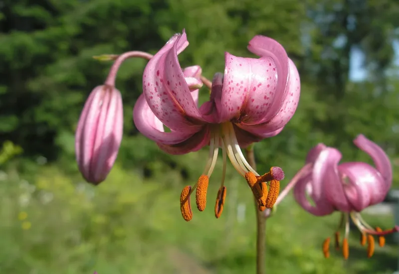 Lilium martagon: cures i característiques