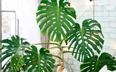 La Monstera: una joia verda per a col·leccionistes