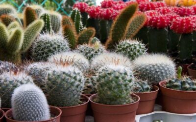 Cactus i plantes crases: un món de resistència i bellesa