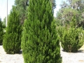 venta-coniferas-juniperos-barcelona-palleja