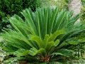 venta-de-cycas-revoluta-barcelona-palleja