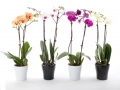 venta-orquideas-barcelona
