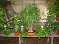 venta-plantas-interior-barcelona-fontpineda