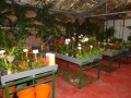 venta-plantas-interior-barcelona