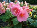 venta-begonias-barcelona-palleja