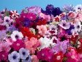 venta-petunias-barcelona-palleja