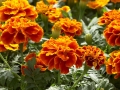 venta-tagetes-barcelona-palleja