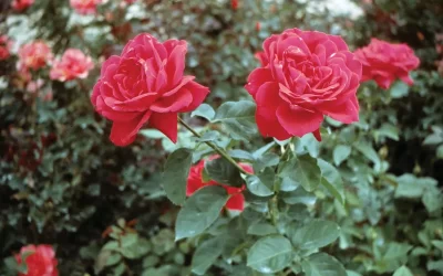 Cuidados y características de los rosales