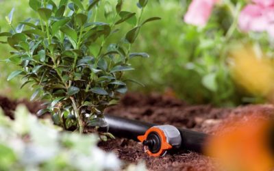 Tareas del jardín en Agosto