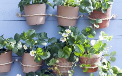 Cultivar un huerto en casa