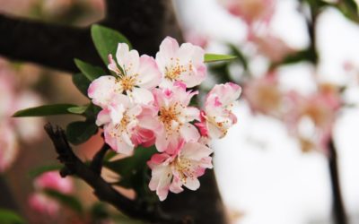 Tareas del jardín en marzo