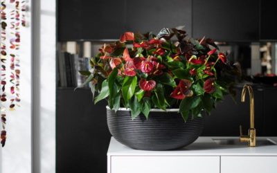 Anturio: planta del mes de diciembre