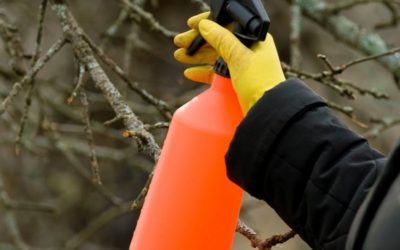 Con las plantas: más vale prevenir que curar