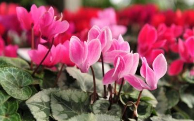 Tareas del jardín en Febrero