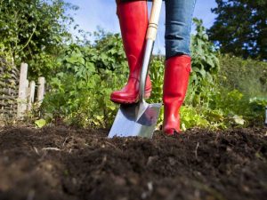 Tareas del jardín en marzo