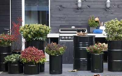 Acebos, leucothoes y skimmias: notas de color rojo en el jardín