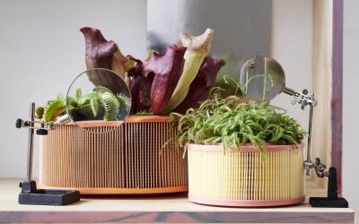 Decora con plantas carnivoras