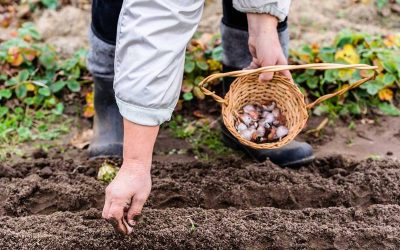 Tareas del jardín en enero