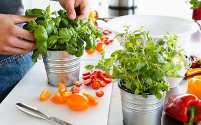 Todos los aromas de la albahaca