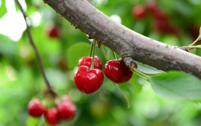 ¿Quieres tener frutales en casa?