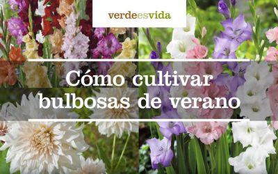 Cómo cultivar bulbosas de verano