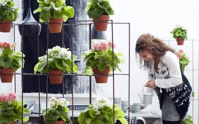 Tareas del jardín en febrero