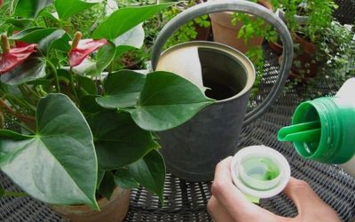 Rutina Verde: Cuida las hojas de las plantas de interior