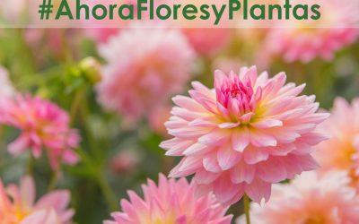#AhoraFloresyPlantas