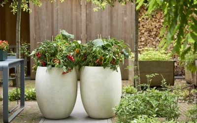 ¡Convierte tu energía en ensalada!