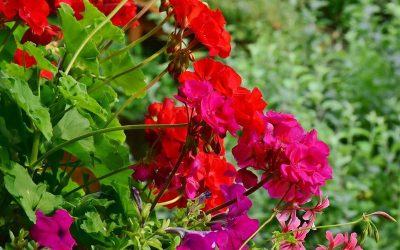 Rutina Verde: Obtén plantas a partir de esquejes