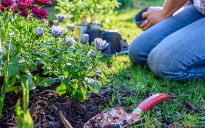 Rutina Verde: Arranca ya las plantas de temporada de invierno