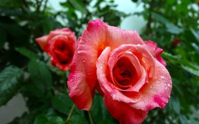 Trucos para que la floración dure más