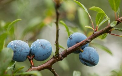Cómo cuidar los frutales de hueso y pepita