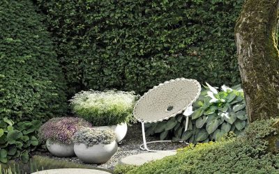 Sigue disfrutando tus plantas