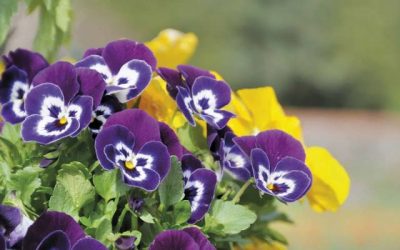 Un otoño lleno de color