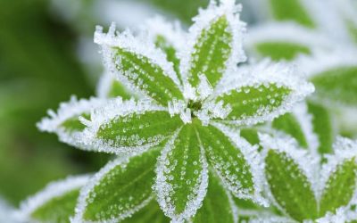 ¿Qué hacer con las plantas heladas?