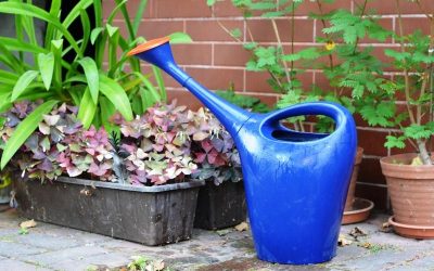 Cómo y cuando regar tus plantas