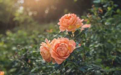 Camelias: la elegancia en todas sus formas