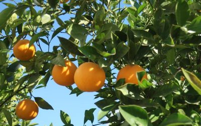 Alimenta los Cítricos
