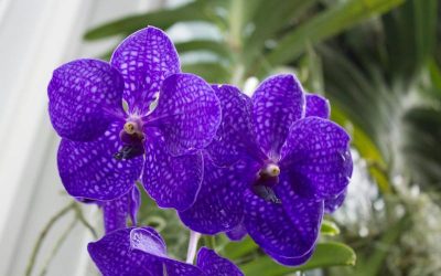 ¿Conoces las Vandas?